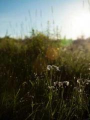 The Hardships of a D