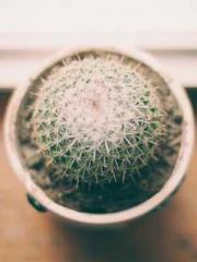 The Ugly Womanapos;s