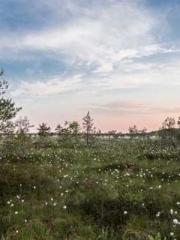 Saintly Gate Venerab