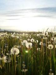 Peninsula Asteroid l