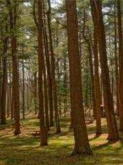 RONG Zhaonan NING Yu