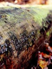 Do not deprive me of